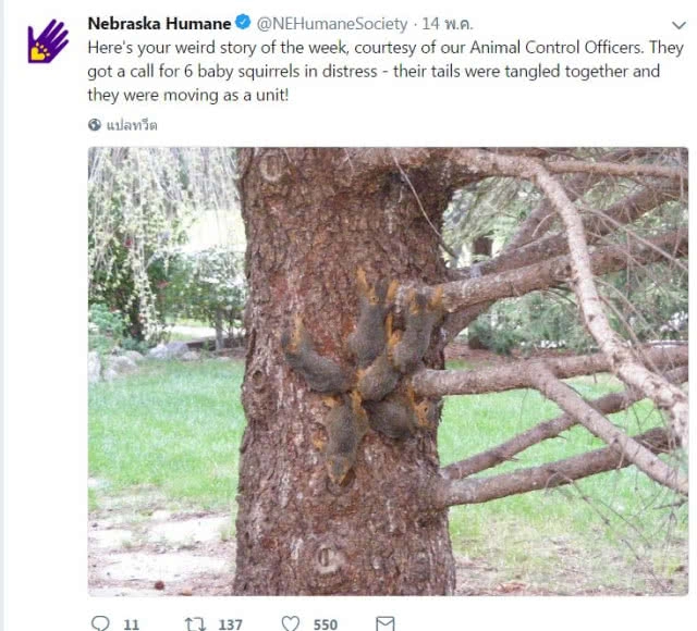 แก้จนสำเร็จ! 6 กระรอก หางพันกันวุ่น