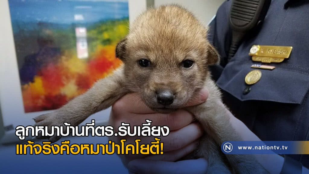 ลูกสุนัขบ้านที่ตำรวจรับเลี้ยง แท้จริงคือหมาป่าโคโยตี้! ลูกสุนัขบ้านที่ตำรวจรับเลี้ยง แท้จริงคือหมาป่าโคโยตี้!