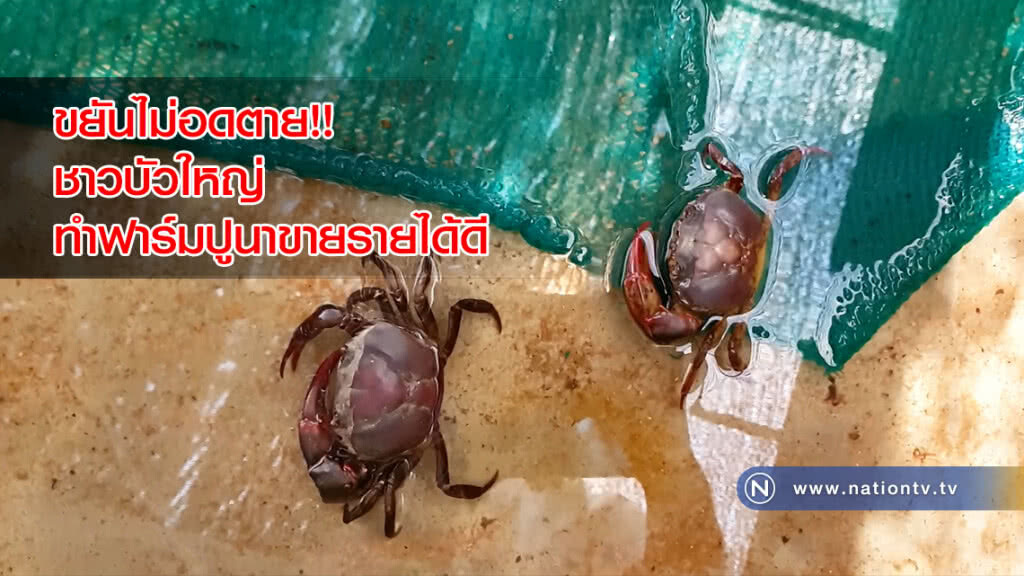 ขยันไม่อดตาย!! ชาวบัวใหญ่ทำฟาร์มปูนาขายรายได้ดี