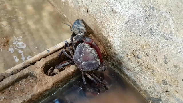 ขยันไม่อดตาย!! ชาวบัวใหญ่ทำฟาร์มปูนาขายรายได้ดี