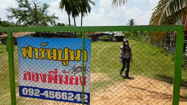 ขยันไม่อดตาย!! ชาวบัวใหญ่ทำฟาร์มปูนาขายรายได้ดี