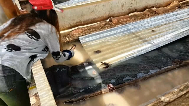 ขยันไม่อดตาย!! ชาวบัวใหญ่ทำฟาร์มปูนาขายรายได้ดี