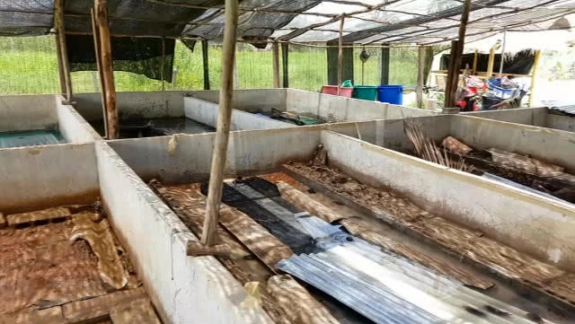 ขยันไม่อดตาย!! ชาวบัวใหญ่ทำฟาร์มปูนาขายรายได้ดี