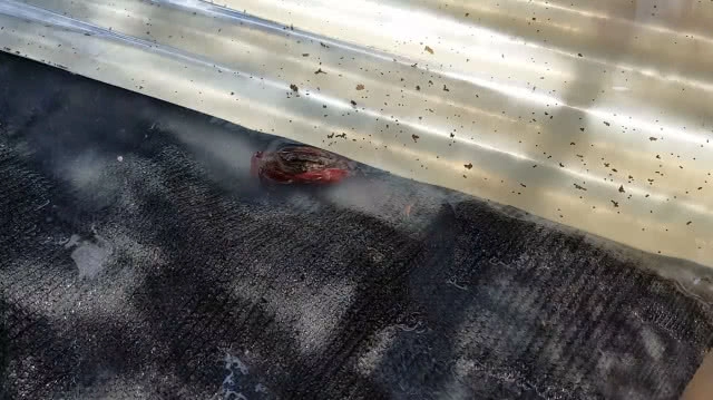 ขยันไม่อดตาย!! ชาวบัวใหญ่ทำฟาร์มปูนาขายรายได้ดี