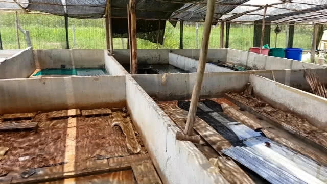 ขยันไม่อดตาย!! ชาวบัวใหญ่ทำฟาร์มปูนาขายรายได้ดี