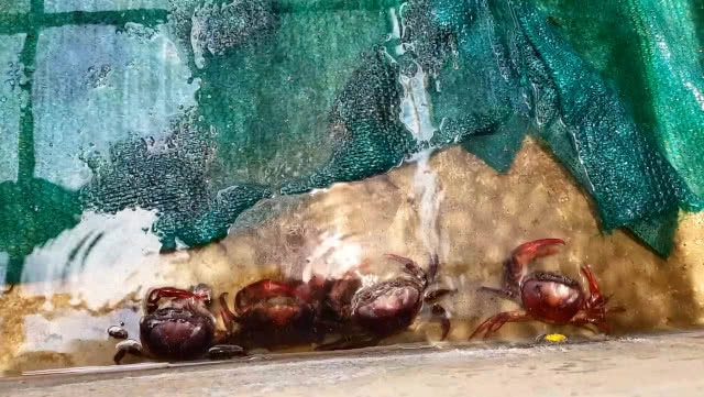 ขยันไม่อดตาย!! ชาวบัวใหญ่ทำฟาร์มปูนาขายรายได้ดี