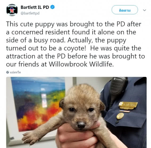 ลูกสุนัขบ้านที่ตำรวจรับเลี้ยง แท้จริงคือหมาป่าโคโยตี้!