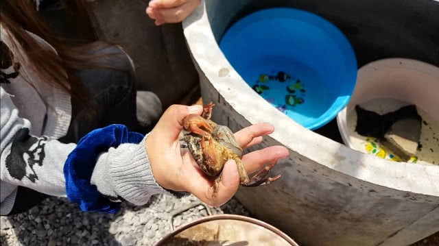 ขยันไม่อดตาย!! ชาวบัวใหญ่ทำฟาร์มปูนาขายรายได้ดี