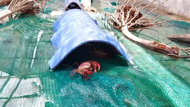 ขยันไม่อดตาย!! ชาวบัวใหญ่ทำฟาร์มปูนาขายรายได้ดี