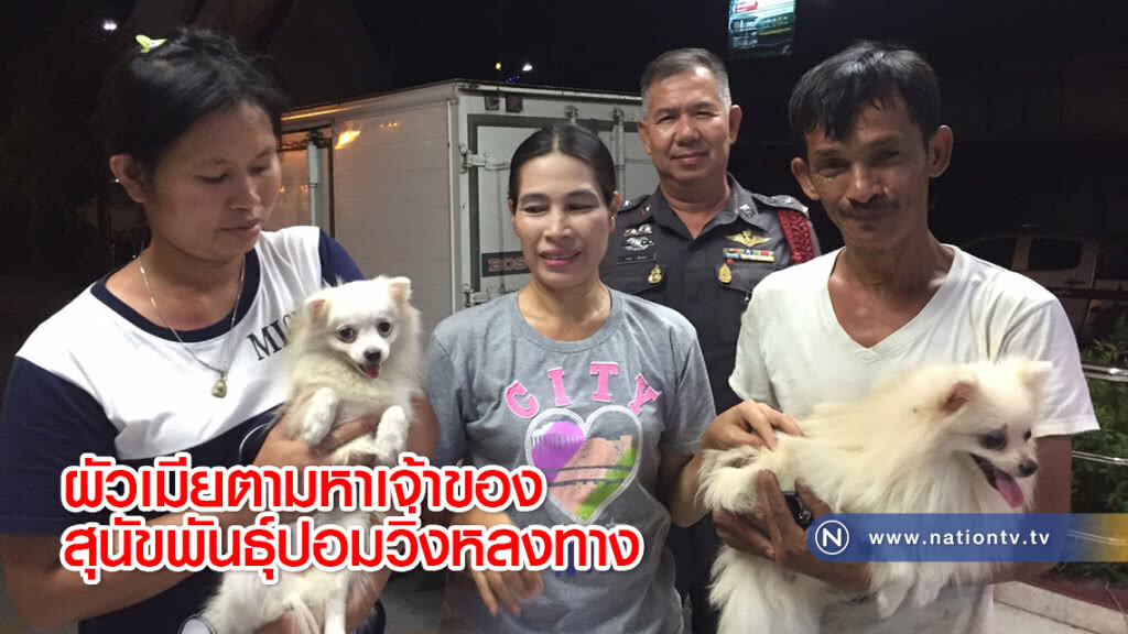 ผัวเมียตามหาเจ้าของสุนัขพันธุ์ปอมวิ่งหลงทาง ผัวเมียตามหาเจ้าของสุนัขพันธุ์ปอมวิ่งหลงทาง