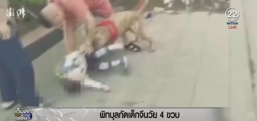 โซเชียลจีนกระหน่ำ หลังเห็นคลิป "พิทบูล" ขย้ำเด็ก 4 ขวบ โซเชียลจีนกระหน่ำ หลังเห็นคลิป "พิทบูล" ขย้ำเด็ก 4 ขวบ