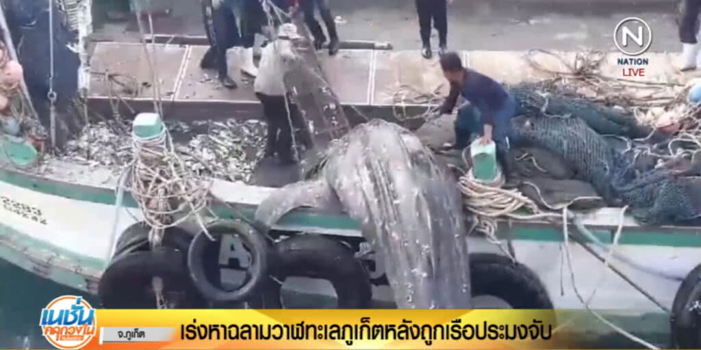 เร่งหา "ฉลามวาฬ" ที่เรือประมงจับ ยังไม่ชัดรอดหรือไม่ เร่งหา "ฉลามวาฬ" ที่เรือประมงจับ ยังไม่ชัดรอดหรือไม่