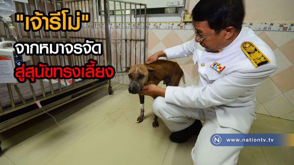 "เจ้ารีโม่" จากหมาจรจัดสู่สุนัขทรงเลี้ยง