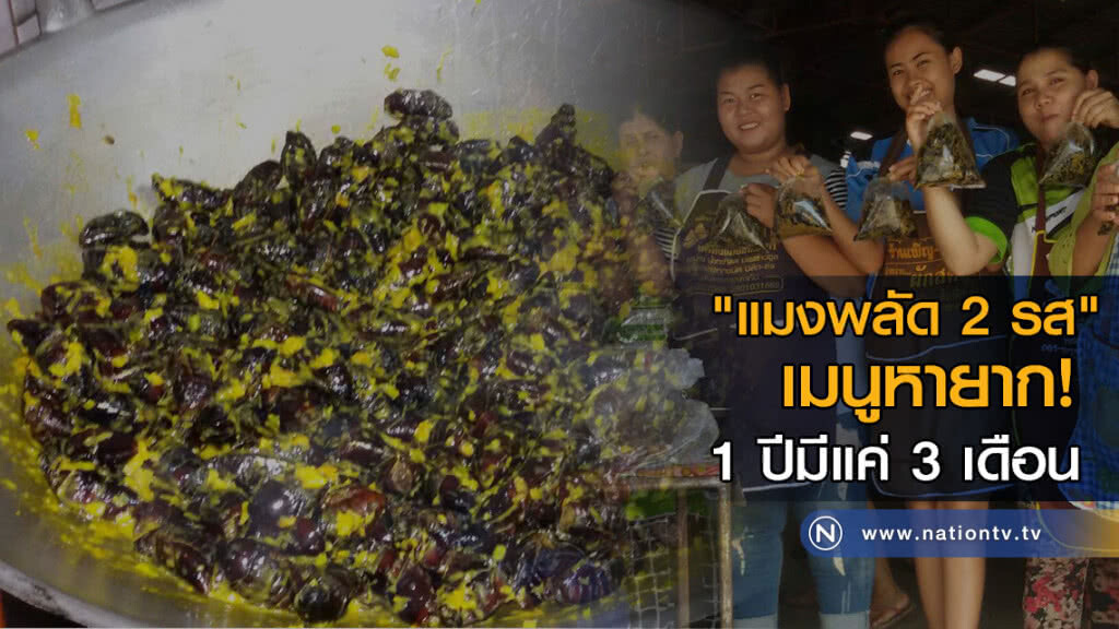 เมนูหายาก! ปีมีให้กินแค่ 3 เดือน แมงพลัด 2 รส ขายดีสร้างรายได้ให้กับชุมชน