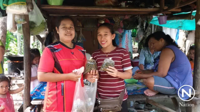 เมนูหายาก! ปีมีให้กินแค่ 3 เดือน แมงพลัด 2 รส ขายดีสร้างรายได้ให้กับชุมชน