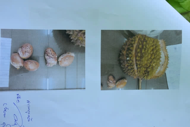 เชือดรายแรก! แจ้งจับพ่อค้าขายทุเรียนหลงลับแล "อ่อน-ปลอม"