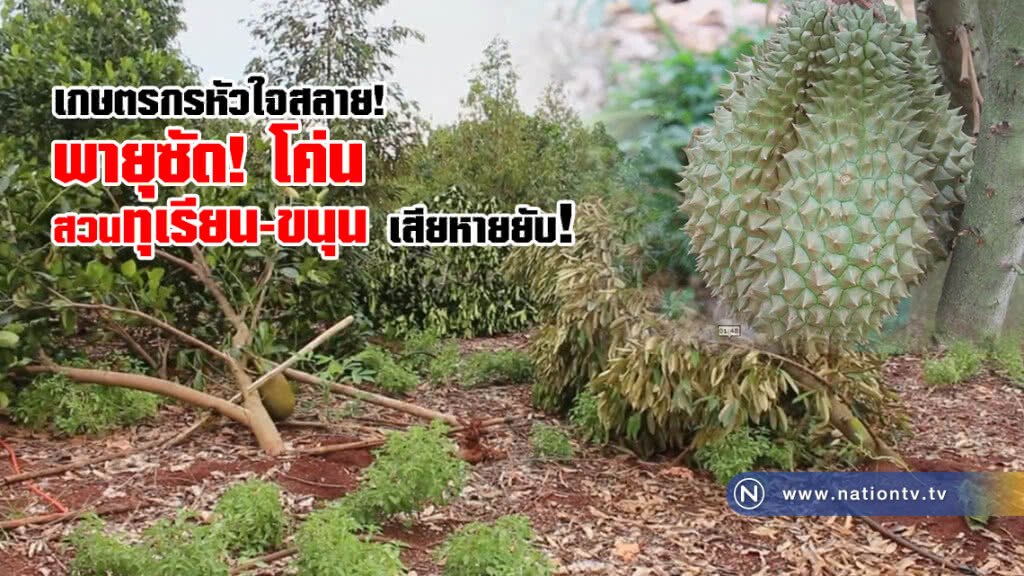 เกษตรกรหัวใจสลาย!
พายุซัด! โค่น
สวนทุเรียน-ขนุนเสียหายยับ เกษตรกรหัวใจสลาย!
พายุซัด! โค่น
สวนทุเรียน-ขนุนเสียหายยับ