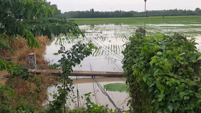 ฝนกระหน่ำลมพัดเสาไฟฟ้าแรงสูงล้มกว่า 20 ต้น ไฟฟ้าดับนับพันครัวเรือน