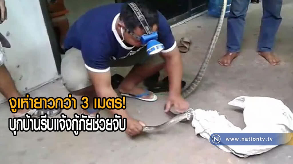 งูเห่ายาวกว่า 3 เมตรบุกบ้านรีบแจ้งกู้ภัยช่วยจับคืนสู่ธรรมชาติ