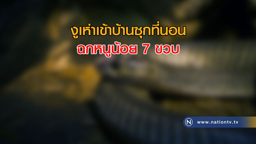 งูเห่าเข้าบ้านซุกที่นอน ฉกหนูน้อย 7 ขวบ งูเห่าเข้าบ้านซุกที่นอน ฉกหนูน้อย 7 ขวบ