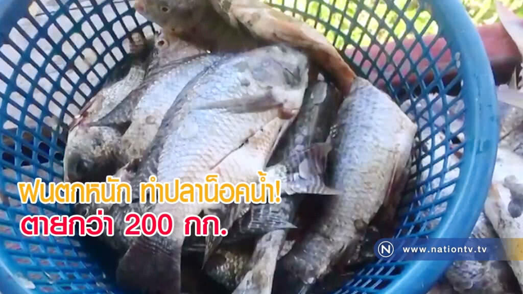ฝนตกหนักทุกวัน ทำให้ปลาน็อคน้ำ ตายกว่า 200 กิโลกรัม(มีคลิป)