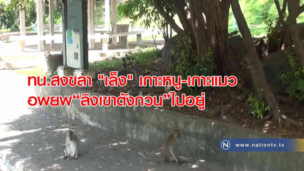 ทน.สงขลา "เล็ง" เกาะหนู-เกาะแมว อพยพ"ลิงเขาตังกวน"ไปอยู่
