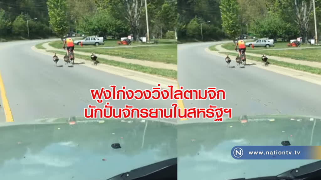 ฝูงไก่งวงวิ่งไล่ตามจิกนักปั่นจักรยานในสหรัฐฯ ฝูงไก่งวงวิ่งไล่ตามจิกนักปั่นจักรยานในสหรัฐฯ