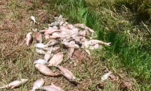 ฝนตกหนักทุกวัน ทำให้ปลาน็อคน้ำ ตายกว่า 200 กิโลกรัม(มีคลิป)