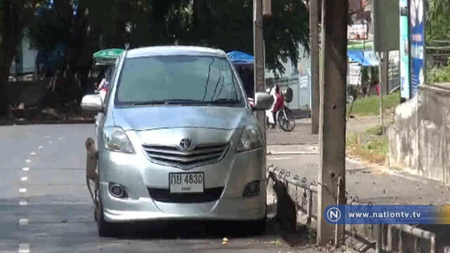 ทน.สงขลา "เล็ง" เกาะหนู-เกาะแมว อพยพ"ลิงเขาตังกวน"ไปอยู่