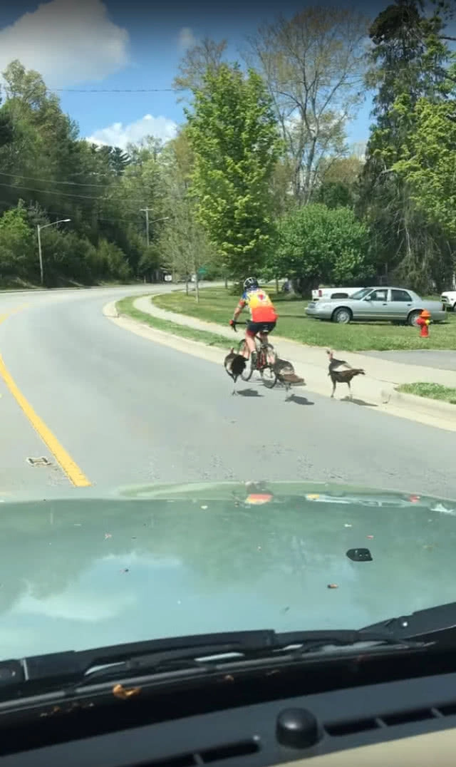 ฝูงไก่งวงวิ่งไล่ตามจิกนักปั่นจักรยานในสหรัฐฯ