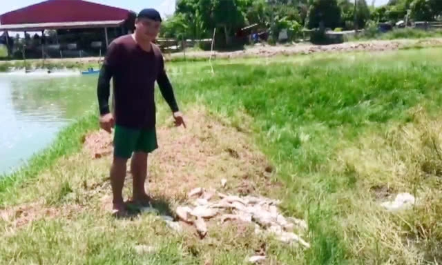 ฝนตกหนักทุกวัน ทำให้ปลาน็อคน้ำ ตายกว่า 200 กิโลกรัม(มีคลิป)