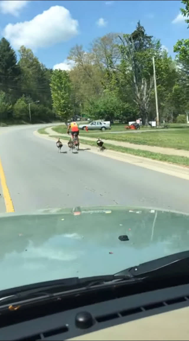 ฝูงไก่งวงวิ่งไล่ตามจิกนักปั่นจักรยานในสหรัฐฯ