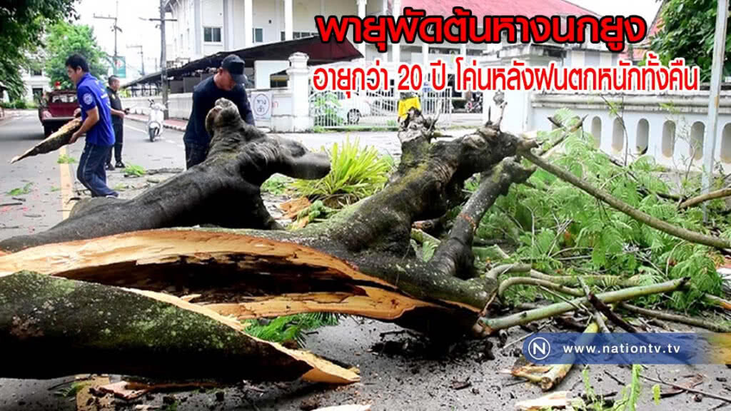 พายุพัดต้นหางนกยูงอายุกว่า 20 ปี โค่นหลังฝนตกหนักทั้งคืน