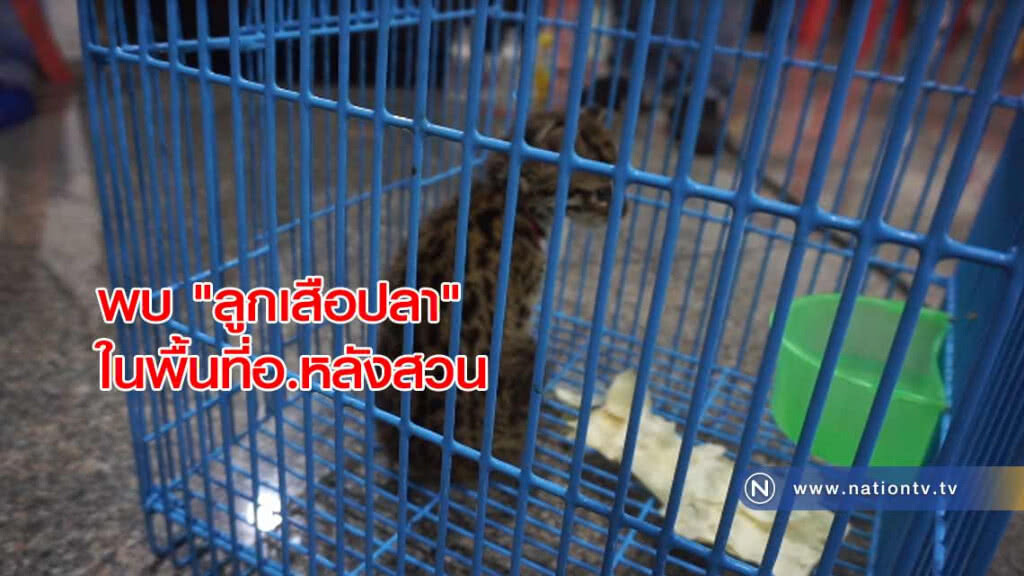 พบ "ลูกเสือปลา" ในพื้นที่อ.หลังสวน