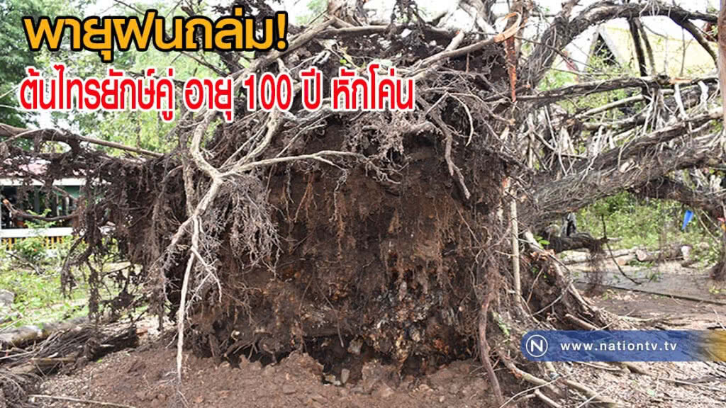 พายุฝนพัดถล่มต้นไทรยักษ์คู่ อายุมากกว่า 100 ปี หักโค่น