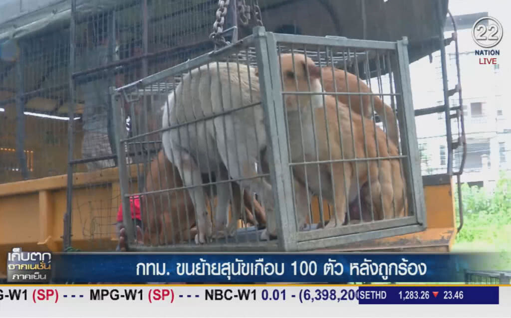 (คลิปข่าว) กทม.ขนย้ายสุนัขเกือบ 100 ตัว หลังถูกร้องเรียน (คลิปข่าว) กทม.ขนย้ายสุนัขเกือบ 100 ตัว หลังถูกร้องเรียน