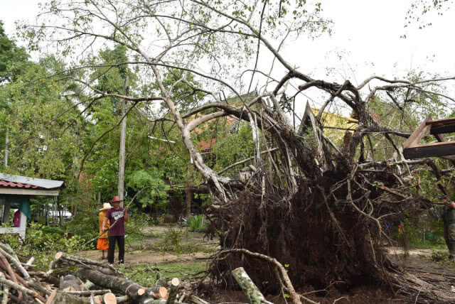 พายุฝนพัดถล่มต้นไทรยักษ์คู่ อายุมากกว่า 100 ปี หักโค่น