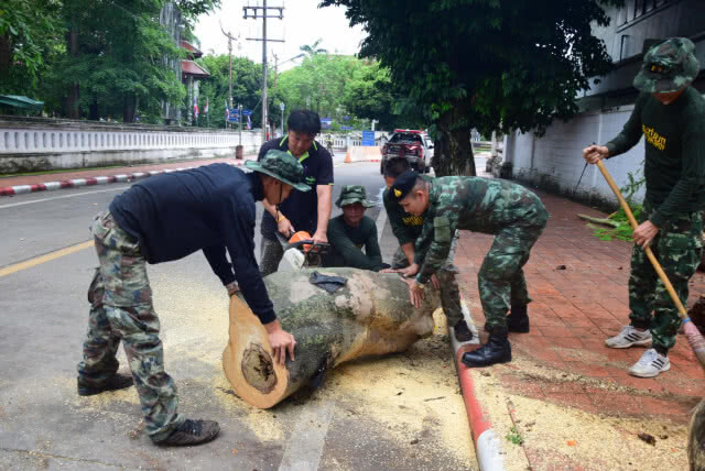 พายุพัดต้นหางนกยูงอายุกว่า 20 ปี โค่นหลังฝนตกหนักทั้งคืน
