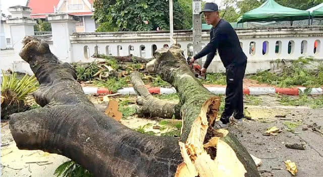 พายุพัดต้นหางนกยูงอายุกว่า 20 ปี โค่นหลังฝนตกหนักทั้งคืน