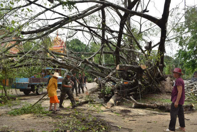 พายุฝนพัดถล่มต้นไทรยักษ์คู่ อายุมากกว่า 100 ปี หักโค่น