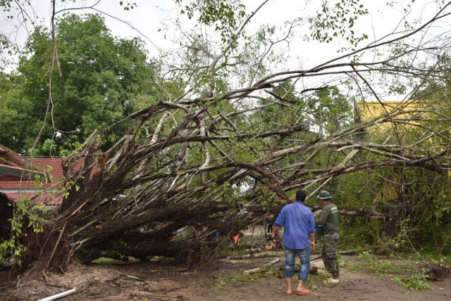 พายุฝนพัดถล่มต้นไทรยักษ์คู่ อายุมากกว่า 100 ปี หักโค่น