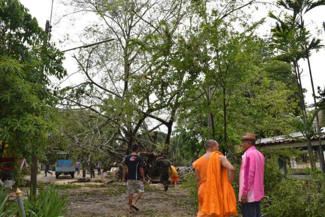 พายุฝนพัดถล่มต้นไทรยักษ์คู่ อายุมากกว่า 100 ปี หักโค่น