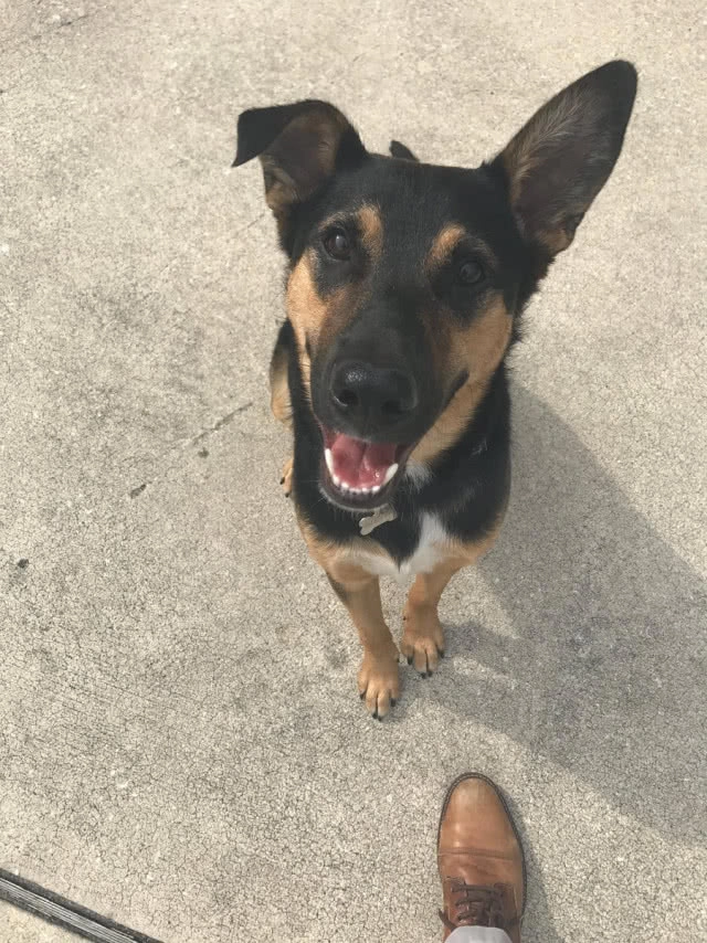 นักวิ่งวิบากอเมริกันรับเลี้ยงดูหมาจรจัดที่วิ่งตามช่วงแข่งกว่า 250 กม.