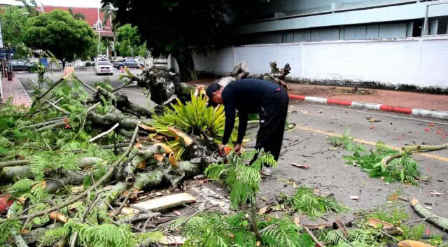 พายุพัดต้นหางนกยูงอายุกว่า 20 ปี โค่นหลังฝนตกหนักทั้งคืน