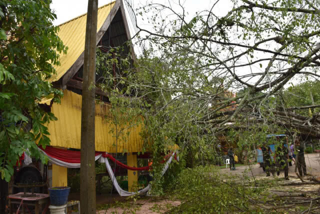 พายุฝนพัดถล่มต้นไทรยักษ์คู่ อายุมากกว่า 100 ปี หักโค่น