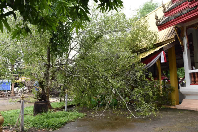 พายุฝนพัดถล่มต้นไทรยักษ์คู่ อายุมากกว่า 100 ปี หักโค่น