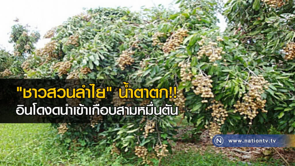 "ชาวสวนลำไย" น้ำตาตก!! อินโดงดนำเข้าเกือบสามหมื่นตัน "ชาวสวนลำไย" น้ำตาตก!! อินโดงดนำเข้าเกือบสามหมื่นตัน