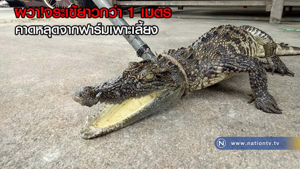 ผวา! จระเข้ยาวกว่า 1 เมตร คาดหลุดจากฟาร์มเพาะเลี้ยง ผวา! จระเข้ยาวกว่า 1 เมตร คาดหลุดจากฟาร์มเพาะเลี้ยง