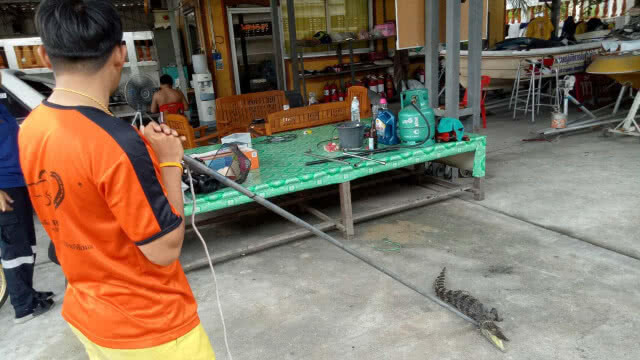 ผวา! จระเข้ยาวกว่า 1 เมตร คาดหลุดจากฟาร์มเพาะเลี้ยง