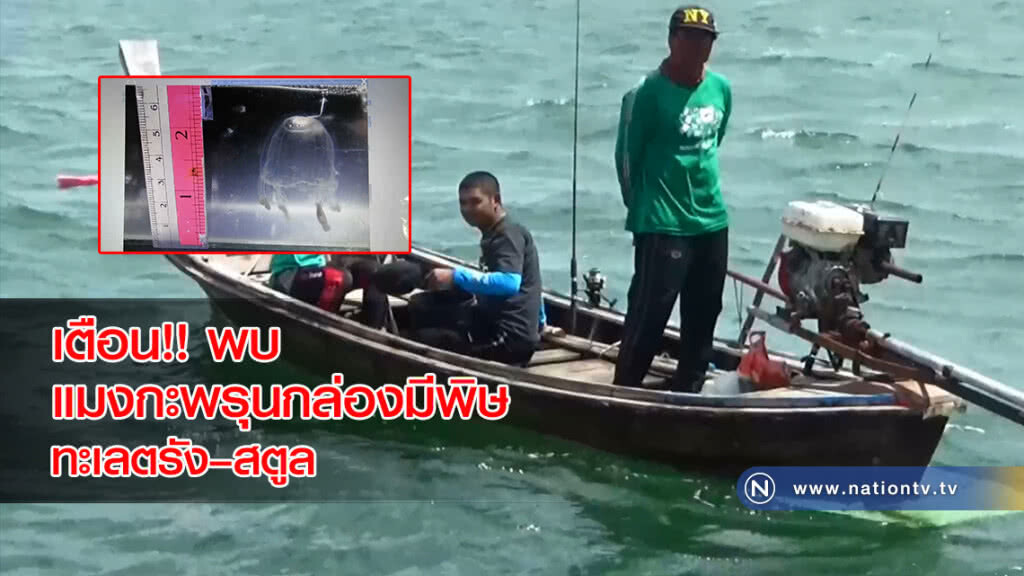 เตือน!! พบแมงกะพรุนกล่องมีพิษทะเลตรัง–สตูล